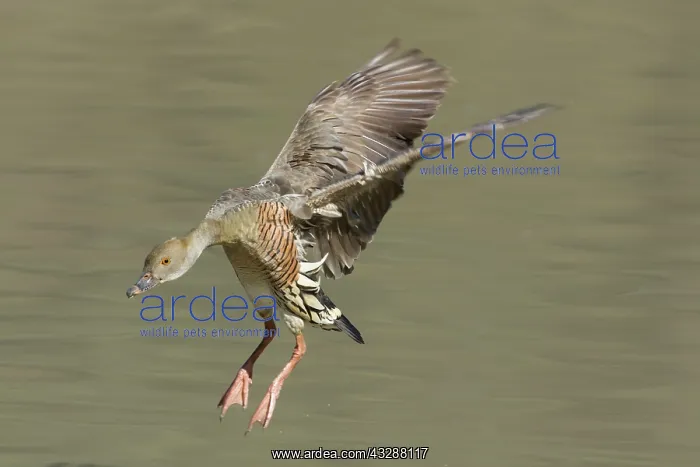 : 80201271 Plumed Whistling Duck - in flight Atherton : 80201271 Plumed Whistling Duck - in flight Atherton