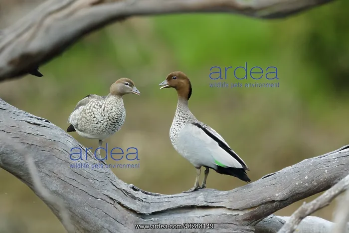: 80201273 Australian Wood Duck - pair on fallen tree : 80201273 Australian Wood Duck - pair on fallen tree