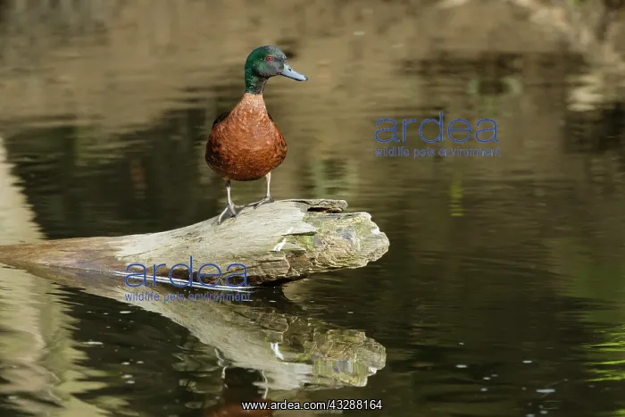 : 80201274 Chesnut Teal Duck - drake Tasmania, Australia : 80201274 Chesnut Teal Duck - drake Tasmania, Australia