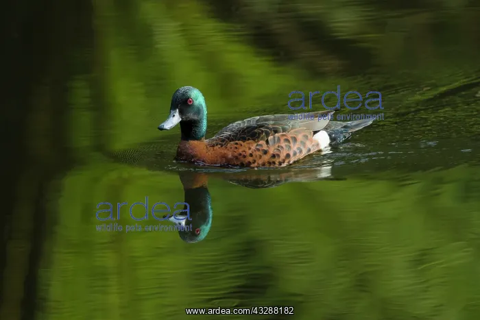  : 80201275 Chesnut Teal Duck - drake Tasmania, Australia
