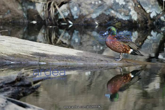 : 80201276 Chesnut Teal Duck - drake Tasmania, Australia : 80201276 Chesnut Teal Duck - drake Tasmania, Australia