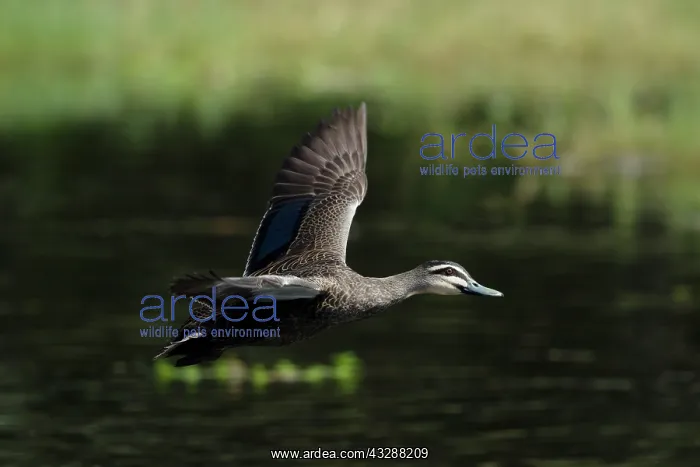 : 80201277 Pacific Black Duck - in flight Cairns : 80201277 Pacific Black Duck - in flight Cairns