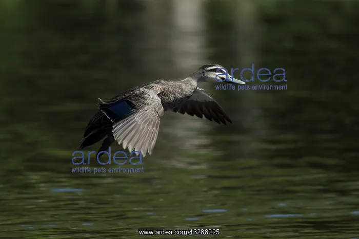 : 80201278 Pacific Black Duck - landing on water Cairns : 80201278 Pacific Black Duck - landing on water Cairns