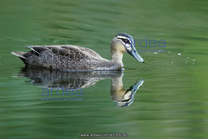 : 80201279 Pacific Black Duck Cairns, Queensland : 80201279 Pacific Black Duck Cairns, Queensland