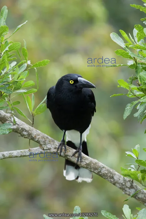 : 80201281 Pied Currawong Lamington National Park : 80201281 Pied Currawong Lamington National Park