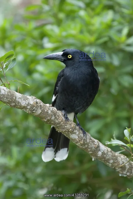 : 80201282 Pied Currawong Lamington National Park : 80201282 Pied Currawong Lamington National Park