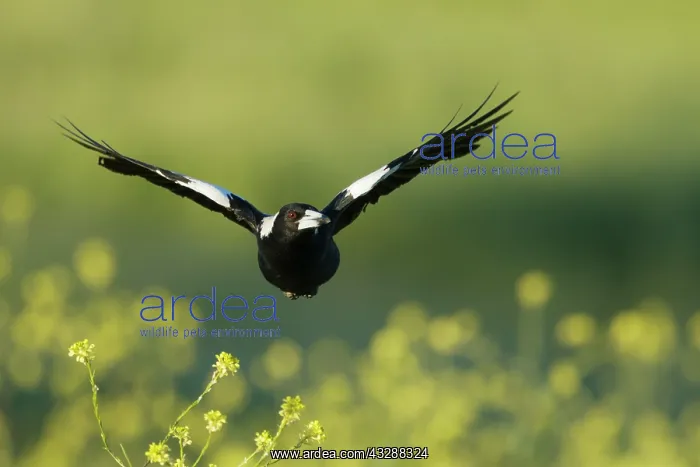 : 80201284 Australian Magpie - in flight low over : 80201284 Australian Magpie - in flight low over