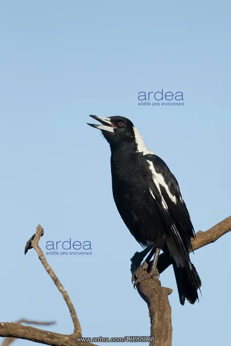 : 80201285 Australian Magpie - singing Kangaroo Island : 80201285 Australian Magpie - singing Kangaroo Island