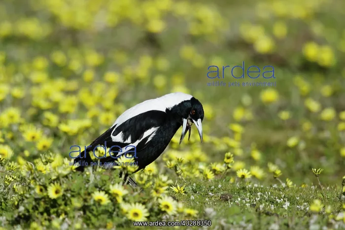 : 80201286 Australian Magpie - sequence ejecting pellet : 80201286 Australian Magpie - sequence ejecting pellet
