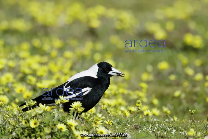 : 80201287 Australian Magpie - sequence ejecting pellet : 80201287 Australian Magpie - sequence ejecting pellet