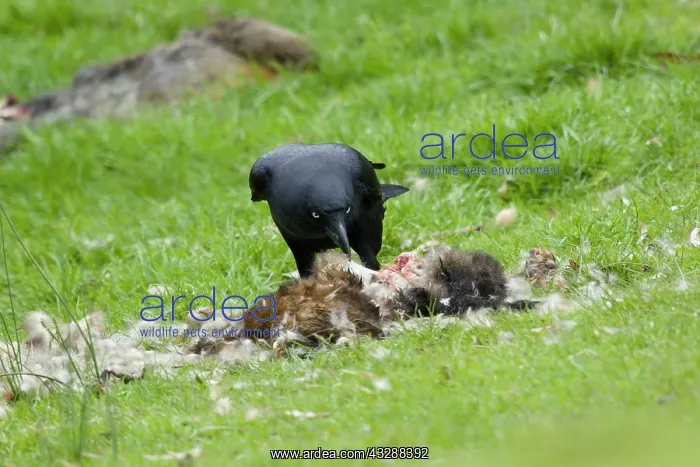 : 80201289 Australian Raven - feeding on carrion Bruny : 80201289 Australian Raven - feeding on carrion Bruny