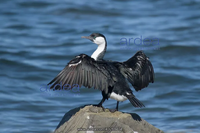  : 80201290 Black-faced Cormorant Kangaroo Island