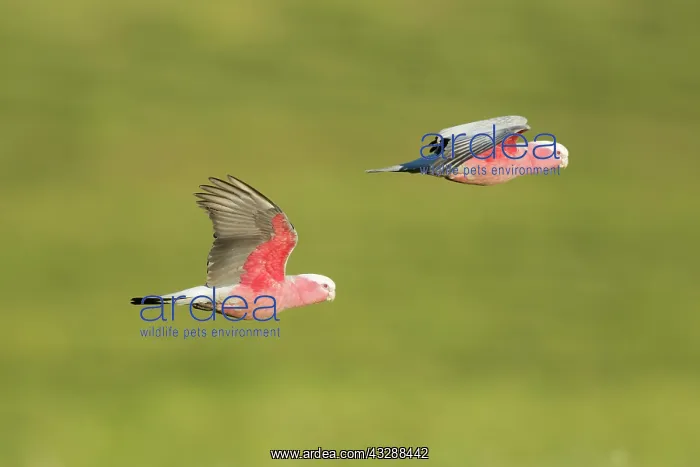  : 80201293 Galah - in flight Kangaroo Island, South