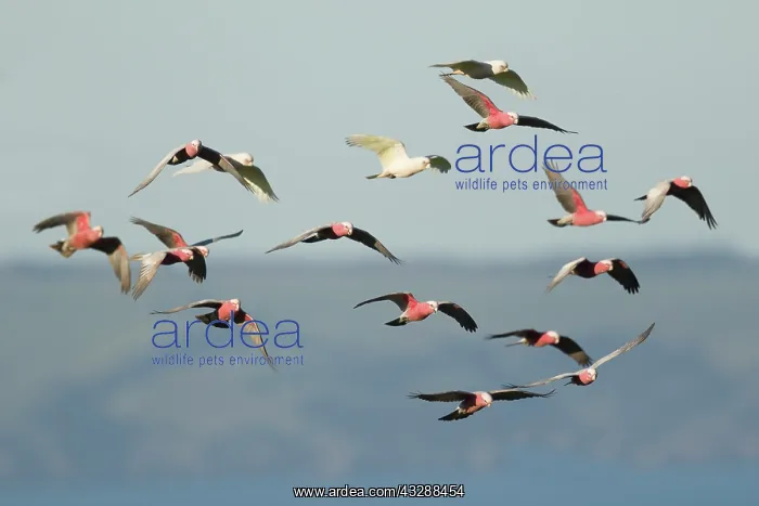 : 80201294 Galah - flock in flight Kangaroo Island : 80201294 Galah - flock in flight Kangaroo Island