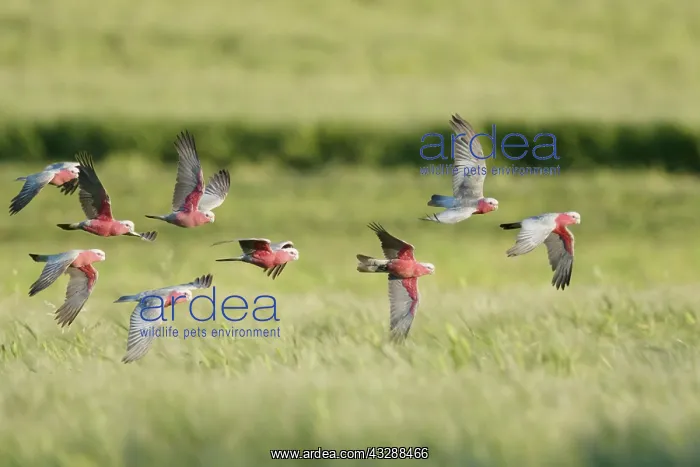  : 80201295 Galah - flock in flight Kangaroo Island