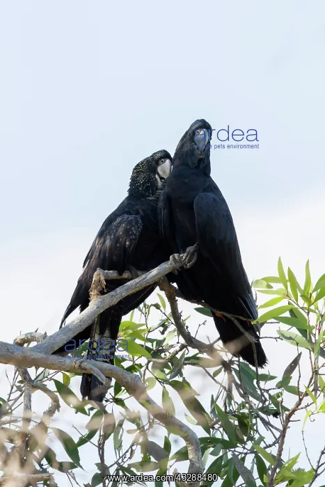 : 80201296 Red-tailed Black Cockatoo - pair Kakadu : 80201296 Red-tailed Black Cockatoo - pair Kakadu