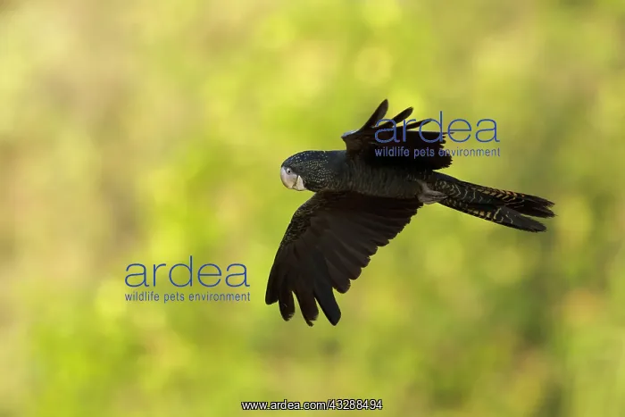 : 80201297 Red-tailed Black Cockatoo - in flight Howard : 80201297 Red-tailed Black Cockatoo - in flight Howard