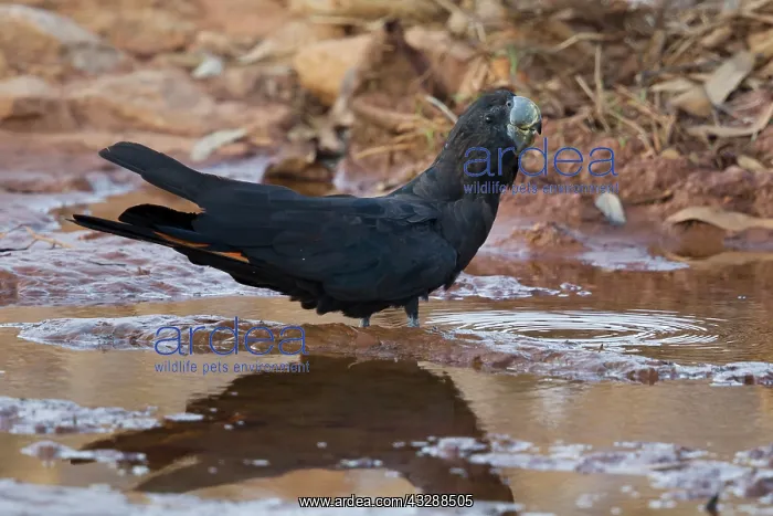 : 80201298 Red-tailed Black Cockatoo - drinking Howard : 80201298 Red-tailed Black Cockatoo - drinking Howard