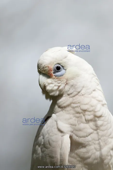 : 80201299 Little Corella - close up Kakadu National : 80201299 Little Corella - close up Kakadu National