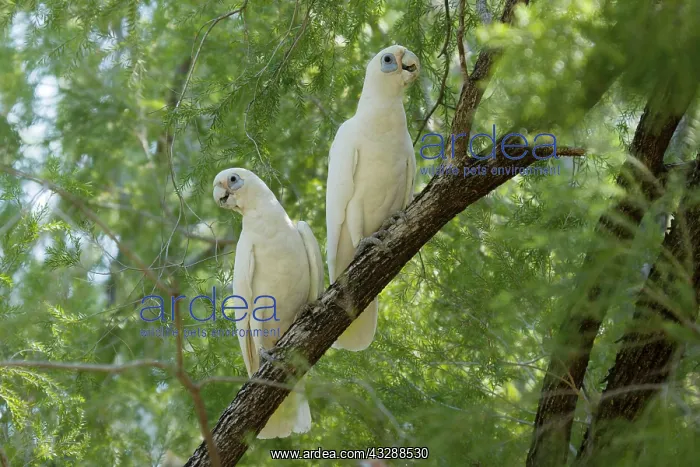 : 80201300 Little Corella - pair Kakadu National Park : 80201300 Little Corella - pair Kakadu National Park