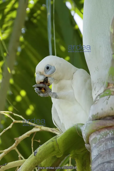 : 80201301 Little Corella - feeding Kakadu National : 80201301 Little Corella - feeding Kakadu National
