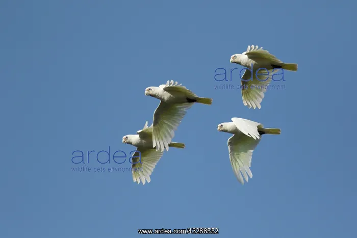: 80201302 Little Corella - flock in flight Kakadu : 80201302 Little Corella - flock in flight Kakadu