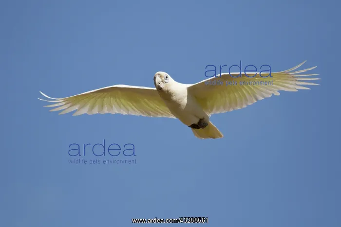 : 80201303 Little Corella - in flight Kakadu National : 80201303 Little Corella - in flight Kakadu National