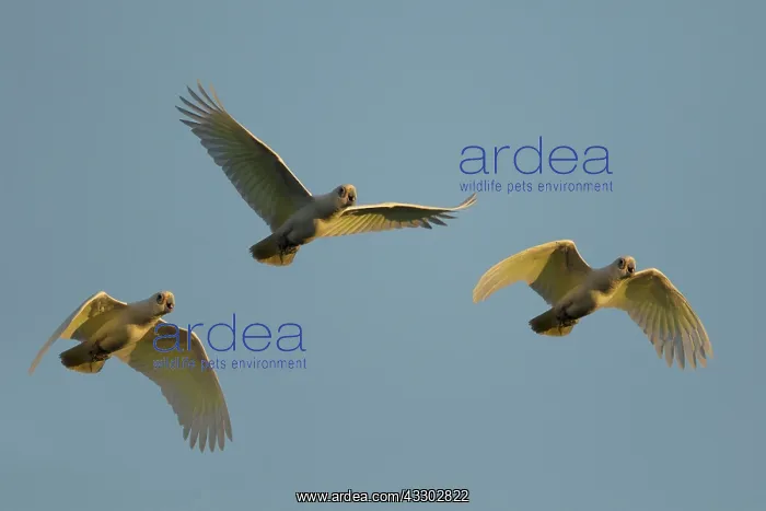: 80201304 Little Corella - evening flight to roost : 80201304 Little Corella - evening flight to roost