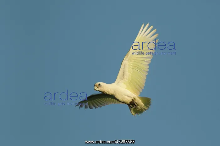 : 80201305 Little Corella - evening flight to roost : 80201305 Little Corella - evening flight to roost