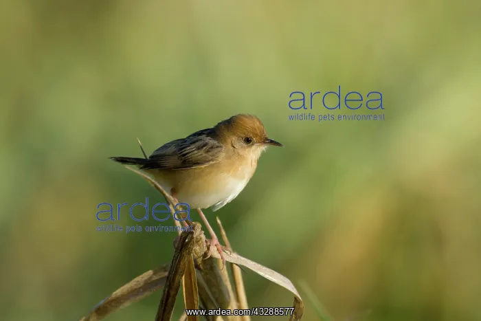 : 80201306 Golden-headed Cisticola Eagleby Wetlands : 80201306 Golden-headed Cisticola Eagleby Wetlands