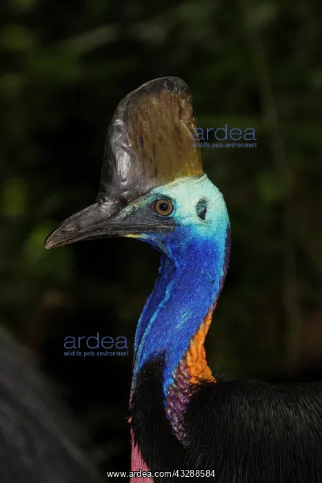 : 80201307 Southern Cassowary - close up Atherton : 80201307 Southern Cassowary - close up Atherton