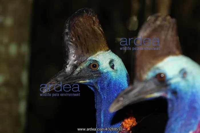 : 80201308 Southern Cassowary - close up Atherton : 80201308 Southern Cassowary - close up Atherton