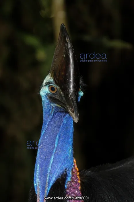 : 80201309 Southern Cassowary - close up Atherton : 80201309 Southern Cassowary - close up Atherton