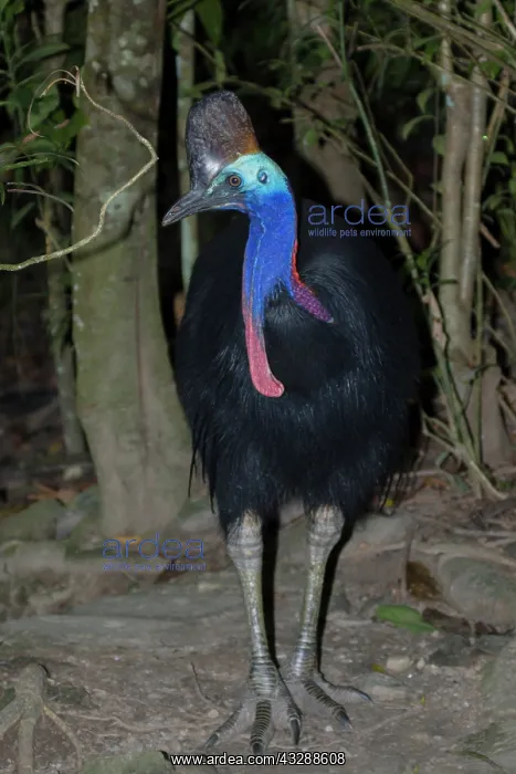 : 80201310 Southern Cassowary Atherton Tablelands : 80201310 Southern Cassowary Atherton Tablelands
