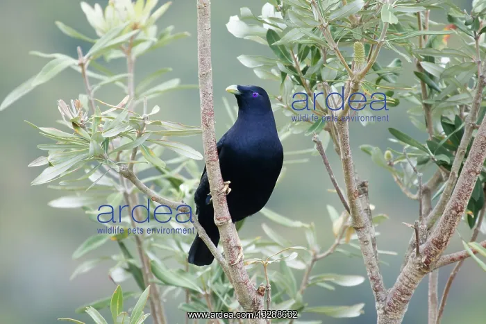 : 80201313 Satin Bowerbird - adult male Lamington : 80201313 Satin Bowerbird - adult male Lamington