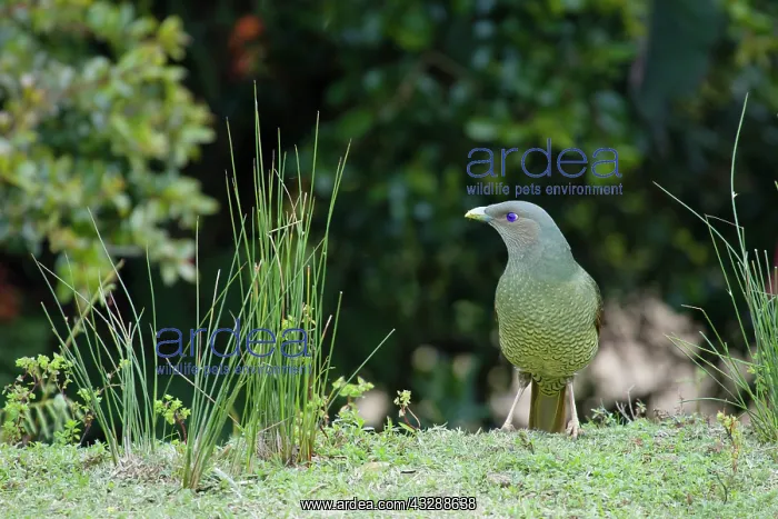 : 80201314 Satin Bowerbird - immature male Lamington : 80201314 Satin Bowerbird - immature male Lamington