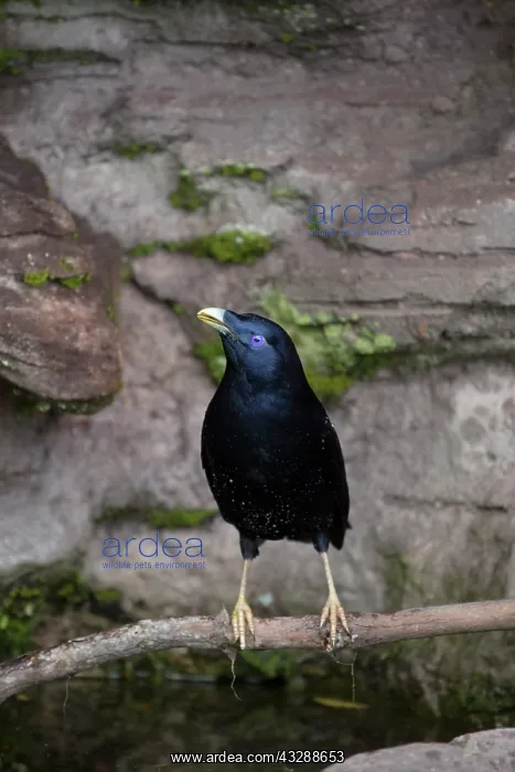 : 80201316 Satin Bowerbird - adult male by drinking : 80201316 Satin Bowerbird - adult male by drinking
