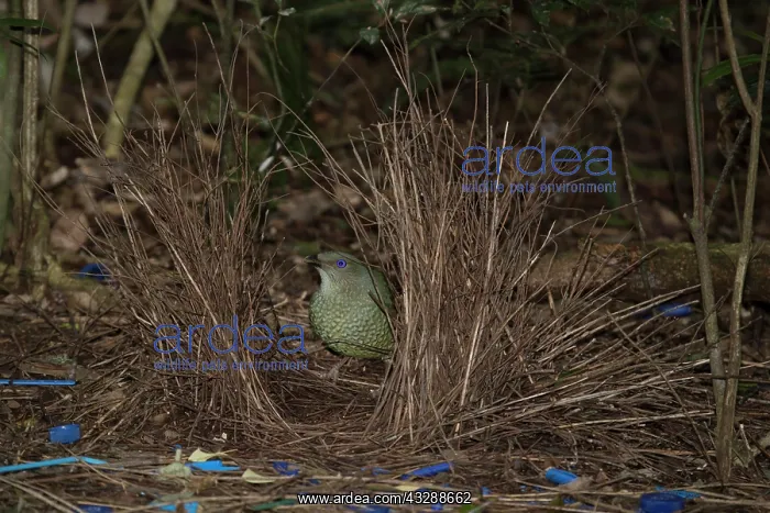 : 80201317 Satin Bowerbird - adult male with female : 80201317 Satin Bowerbird - adult male with female