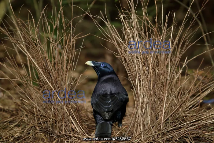 : 80201319 Satin Bowerbird - adult male attending : 80201319 Satin Bowerbird - adult male attending