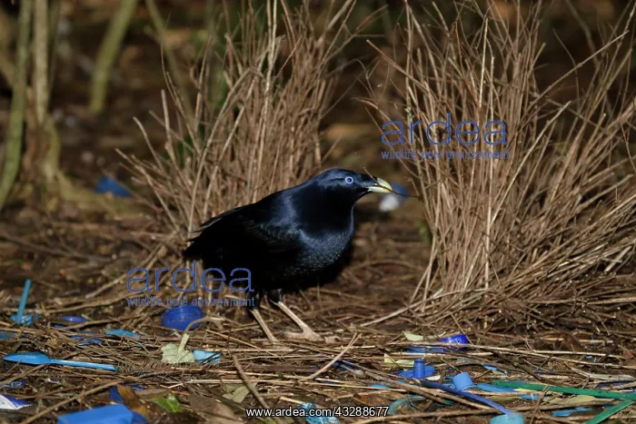: 80201320 Satin Bowerbird - adult male attending : 80201320 Satin Bowerbird - adult male attending