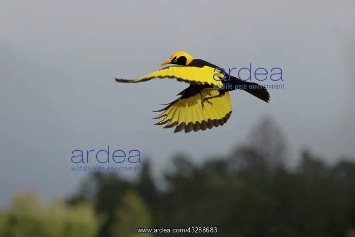 : 80201321 Regent Bowerbird - adult male in flight : 80201321 Regent Bowerbird - adult male in flight