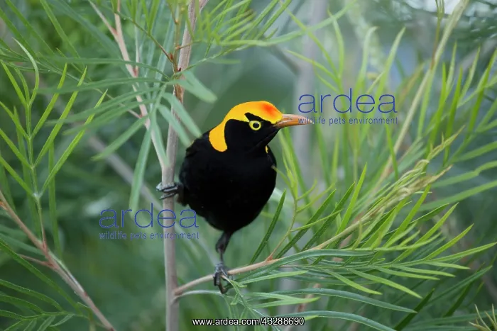 : 80201322 Regent Bowerbird - adult male Lamington : 80201322 Regent Bowerbird - adult male Lamington