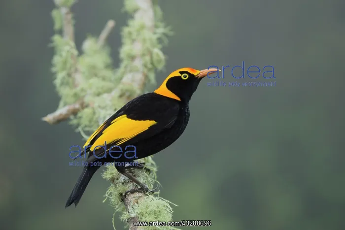 : 80201323 Regent Bowerbird - adult male Lamington : 80201323 Regent Bowerbird - adult male Lamington