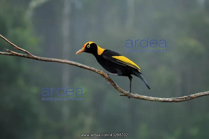 : 80201324 Regent Bowerbird - adult male Lamington : 80201324 Regent Bowerbird - adult male Lamington