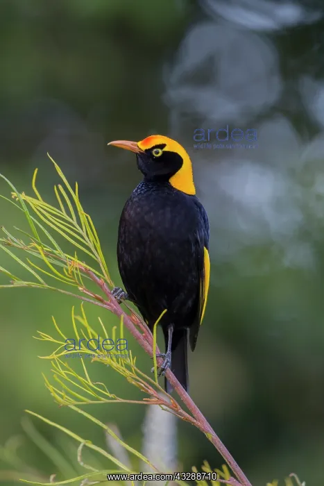 : 80201325 Regent Bowerbird - adult male Lamington : 80201325 Regent Bowerbird - adult male Lamington
