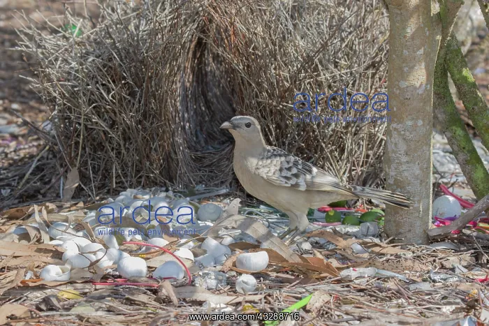 : 80201326 Great Bowerbird - attending bower Atherton : 80201326 Great Bowerbird - attending bower Atherton
