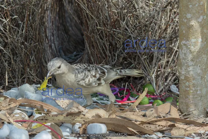 : 80201327 Great Bowerbird - attending bower Atherton : 80201327 Great Bowerbird - attending bower Atherton