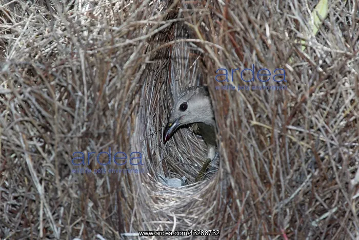 : 80201328 Great Bowerbird - attending bower Atherton : 80201328 Great Bowerbird - attending bower Atherton