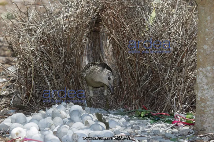 : 80201329 Great Bowerbird - attending bower Atherton : 80201329 Great Bowerbird - attending bower Atherton