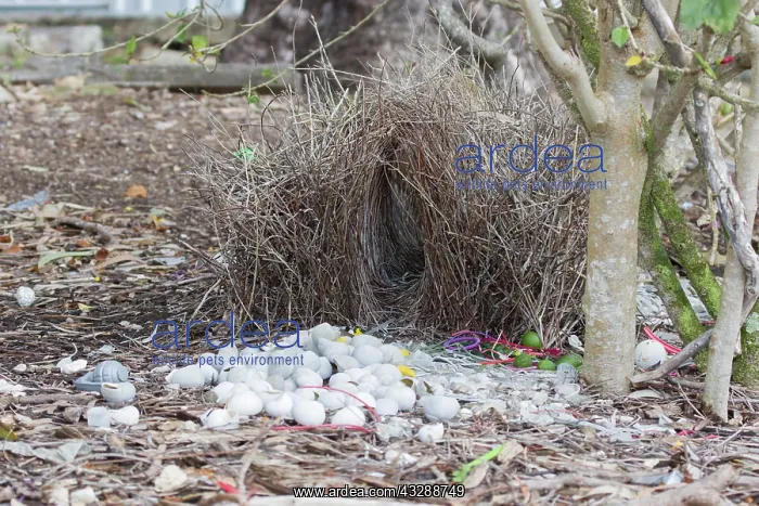: 80201330 Great Bowerbird Bower Atherton Tablelands : 80201330 Great Bowerbird Bower Atherton Tablelands